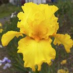 Well Endowed - reblooming tall bearded Iris