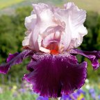 Wench - tall bearded Iris