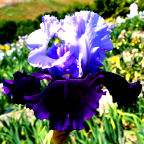 Whale's Tale - tall bearded Iris