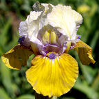 What Again - reblooming SDB Standard Dwarf Bearded