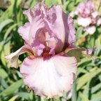 Whispering - tall bearded Iris