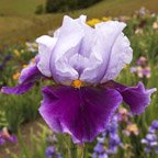 White Hat Hero - tall bearded Iris