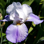 Whole Cloth - tall bearded Iris