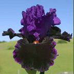 Who's Your Daddy - reblooming tall bearded Iris