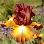 Widdershins - fragrant tall bearded Iris