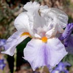 Wild Azure Jewel - fragrant tall bearded Iris