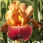 Wild Oats - tall bearded Iris