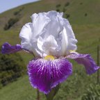 Wild Sharon - tall bearded Iris