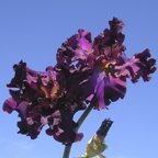 Wild Thing - fragrant tall bearded Iris