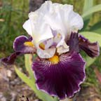 Wild Vision - reblooming tall bearded Iris
