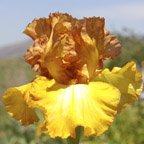 Wild West Wind - tall bearded Iris