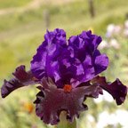 Wild Wings - fragrant reblooming tall bearded Iris