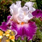 Wine Dynasty - tall bearded Iris