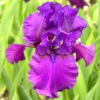 Wine Time - tall bearded Iris