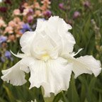 Wings of Peace - fragrant tall bearded Iris
