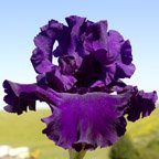 Winning Debut - tall bearded Iris