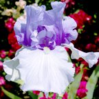 Winter Adventure - fragrant tall bearded Iris