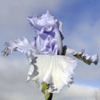 Winter Palace - fragrant tall bearded Iris