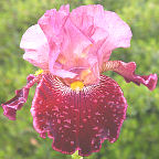 Wise Wish - tall bearded Iris