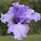 Wishful Thinking - fragrant tall bearded Iris