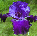 Witch's Cape - tall bearded Iris