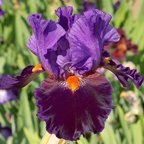 Witch's Wand - tall bearded Iris