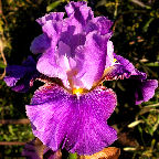 With Friends - tall bearded Iris