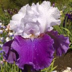 World Class - tall bearded Iris
