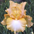 Wulfenite - tall bearded Iris
