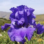 Yaquina Blue - fragrant tall bearded Iris