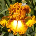 Yellow Brick Road - tall bearded Iris