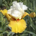 Yes - tall bearded Iris