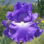 Yosemite Star - fragrant reblooming tall bearded Iris