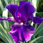 Zebra Night - fragrant tall bearded Iris