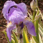 Zebra - tall bearded Iris