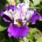 Zepherina - fragrant reblooming tall bearded Iris