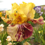 Ziggy - fragrant reblooming tall bearded Iris