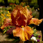 Billabong - Intermediate bearded Iris