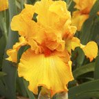 Caracas - tall bearded Iris