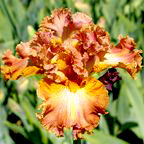 Copper Bubble Bath - tall bearded Iris