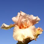 Just for Sophie - tall bearded Iris