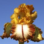 Kilt Lilt - tall bearded Iris