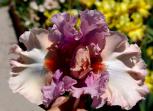 Eleanor Wright-Fink - tall bearded Iris