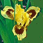 Ultimate - fragrant SDB Standard Dwarf Bearded