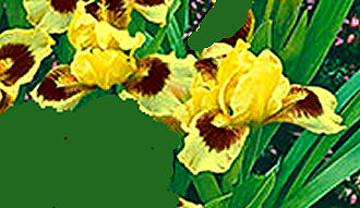 Ultimate - fragrant SDB Standard Dwarf Bearded