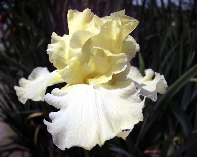 Abbey Road - tall bearded Iris