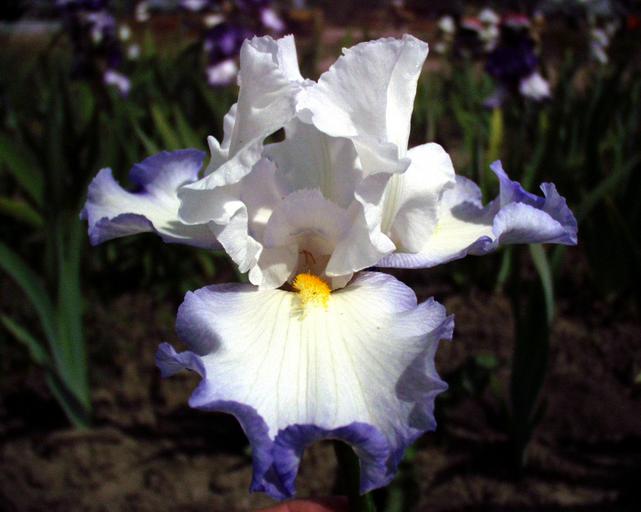 Age Of Innocence - fragrant tall bearded Iris