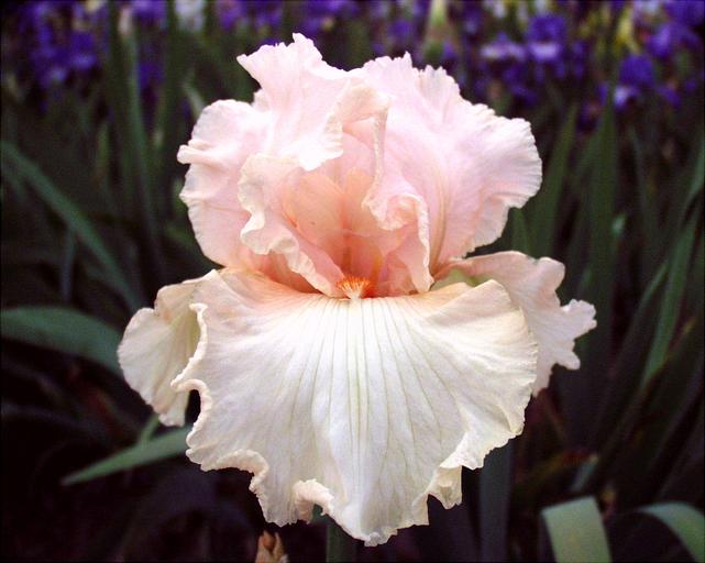 April Vision - fragrant tall bearded Iris