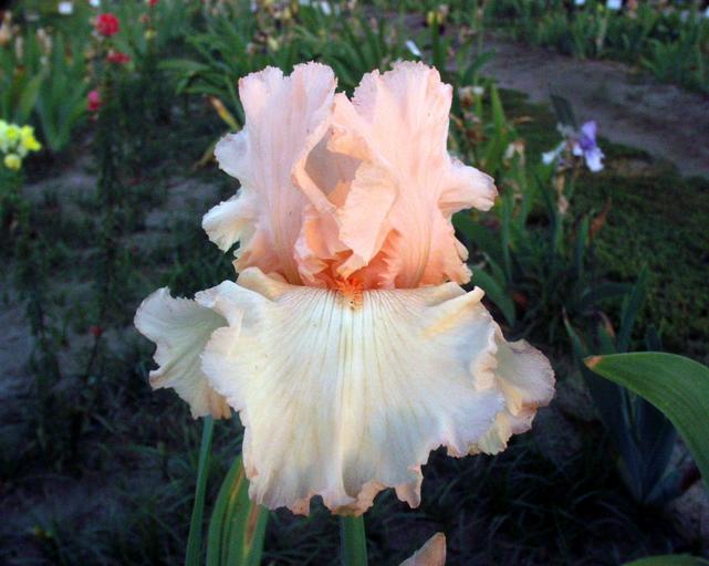 Atlanta Belle - fragrant tall bearded Iris