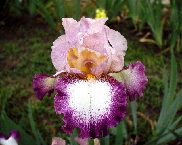 Change of Pace - fragrant tall bearded Iris